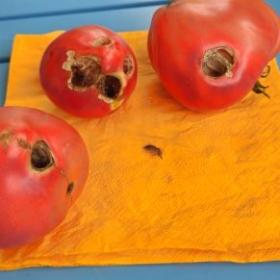 LocherInTomaten 2026-07-19 13.09.